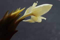 ミョウガの花２