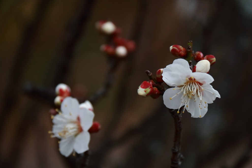 花散歩白梅２
