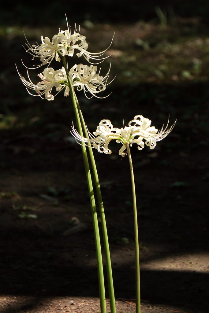 白花彼岸花１