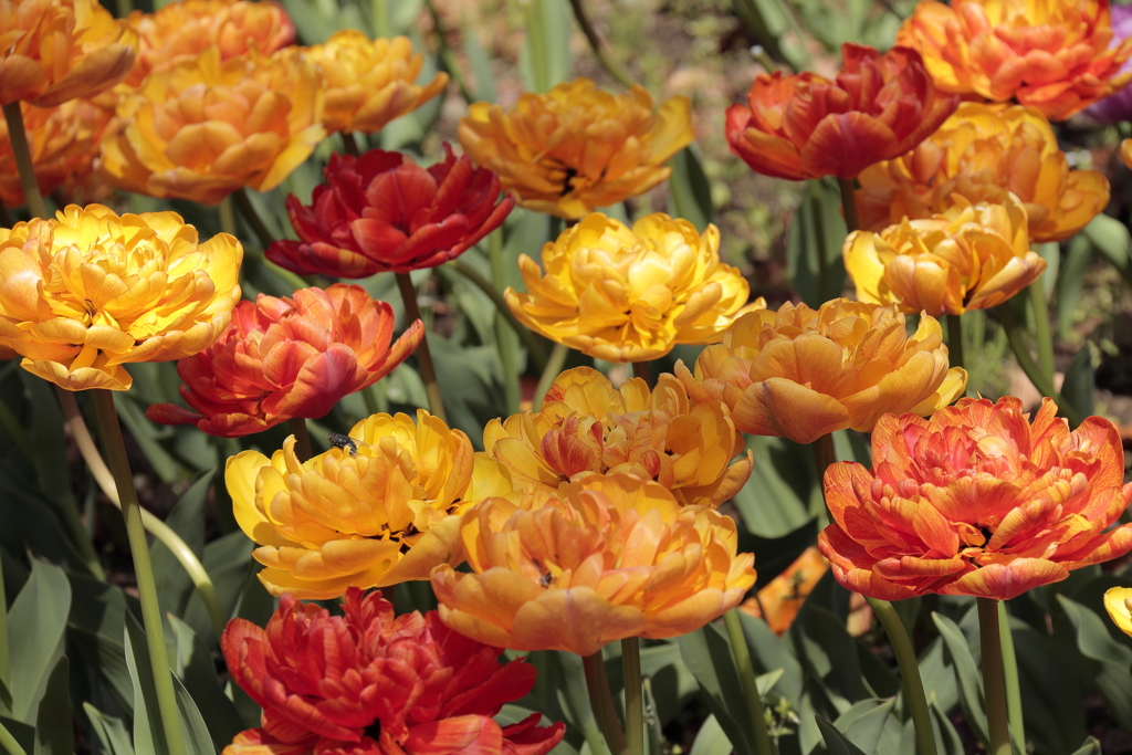 春、チューリップ１