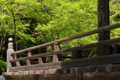 新緑沁みて
