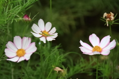 花散歩コスモス１