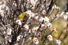 戯れるメジロ５