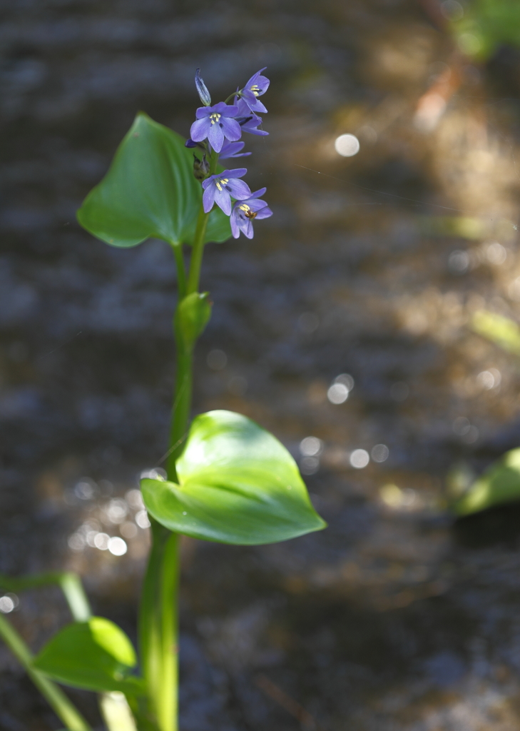 花の歳時記　ミズアオイ