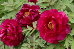 鮮やかに牡丹２