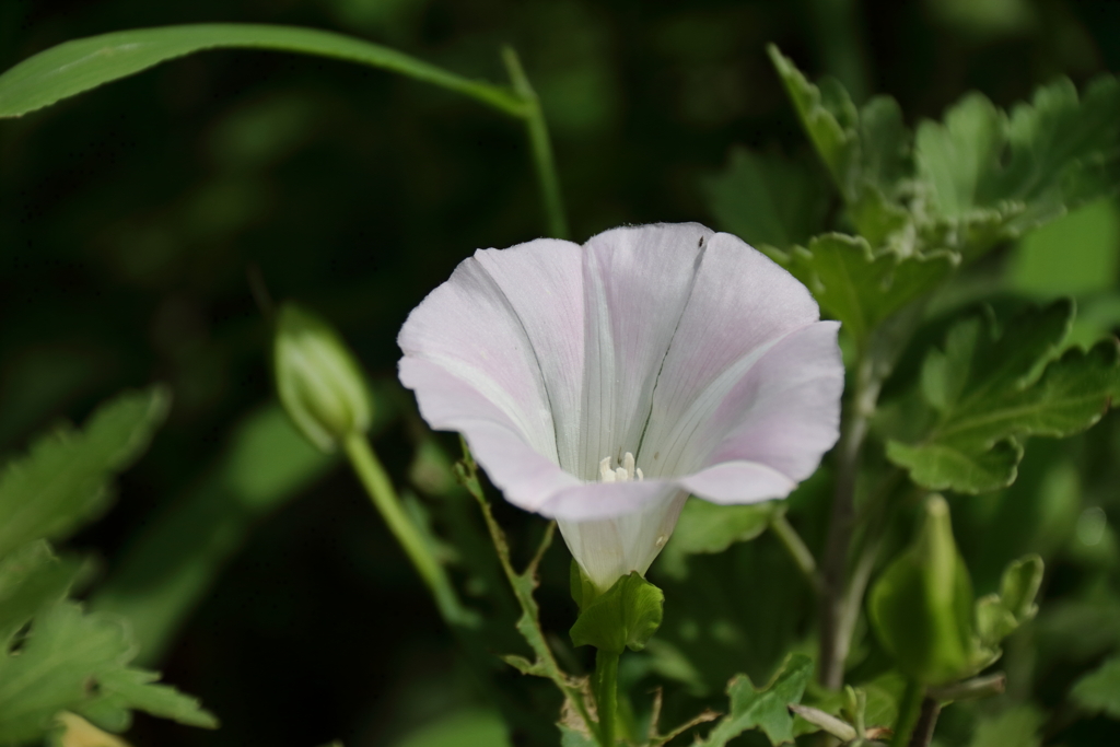 花散歩ヒルガオ２