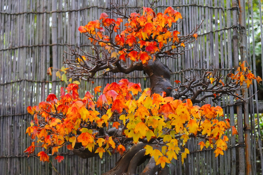 紅葉トウカエデ