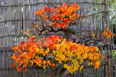 紅葉トウカエデ