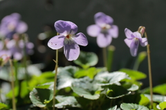 春　タチツボスミレ