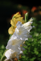 花散歩グラジオラス１