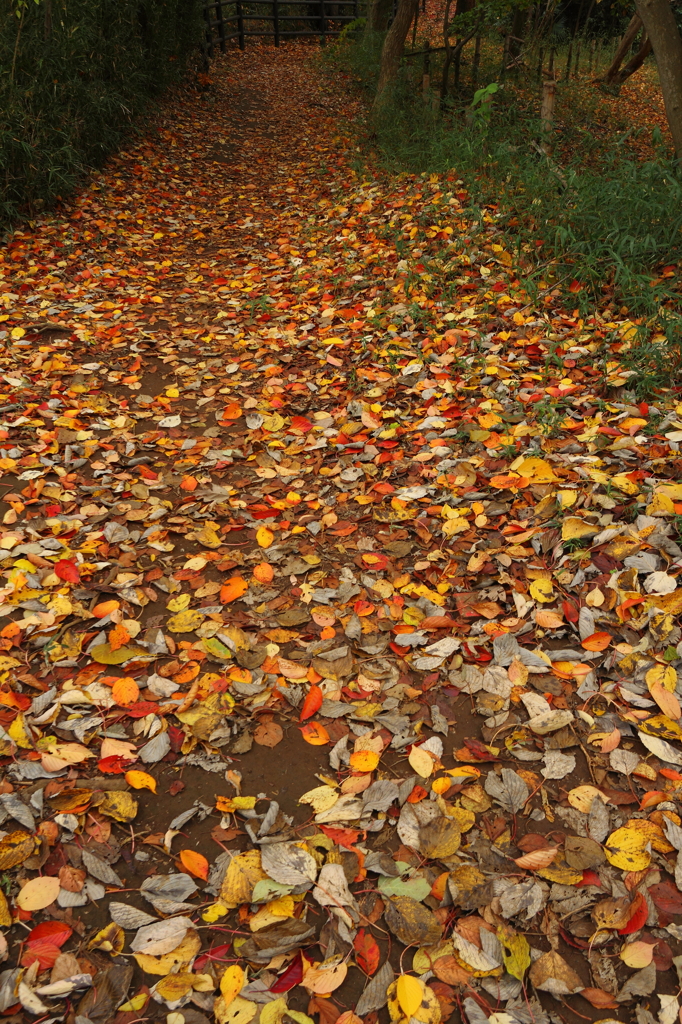 紅葉散歩道８