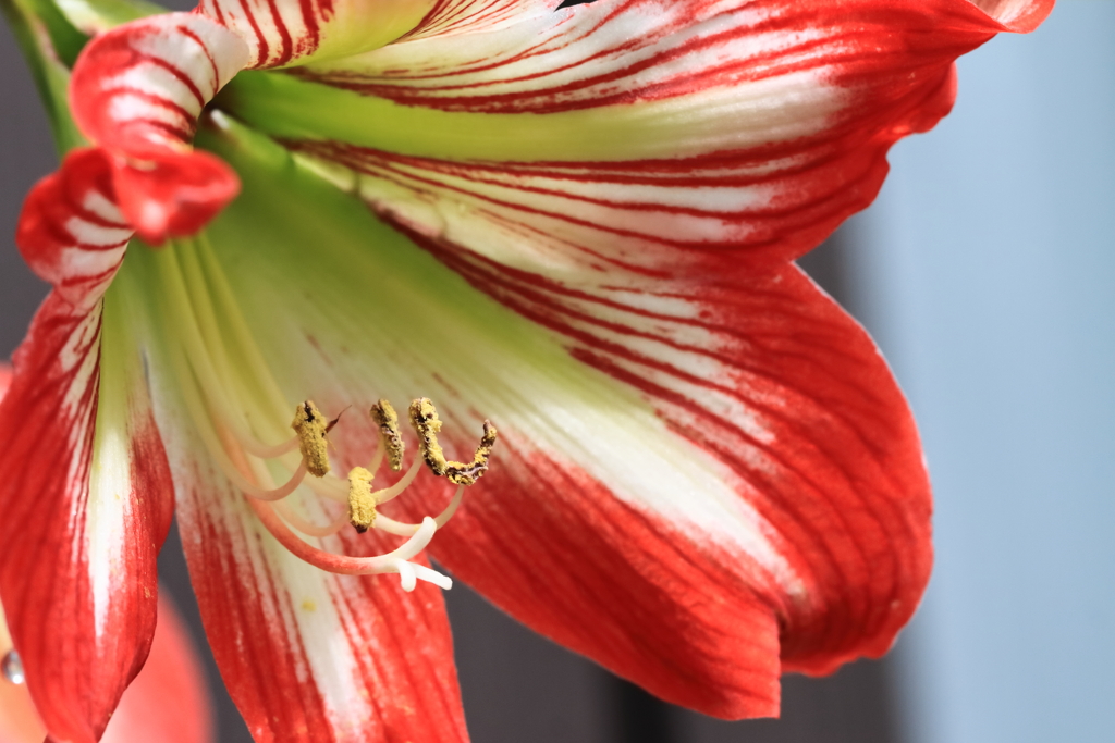 鉢植えアマリリス１