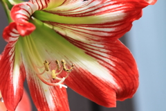 鉢植えアマリリス１