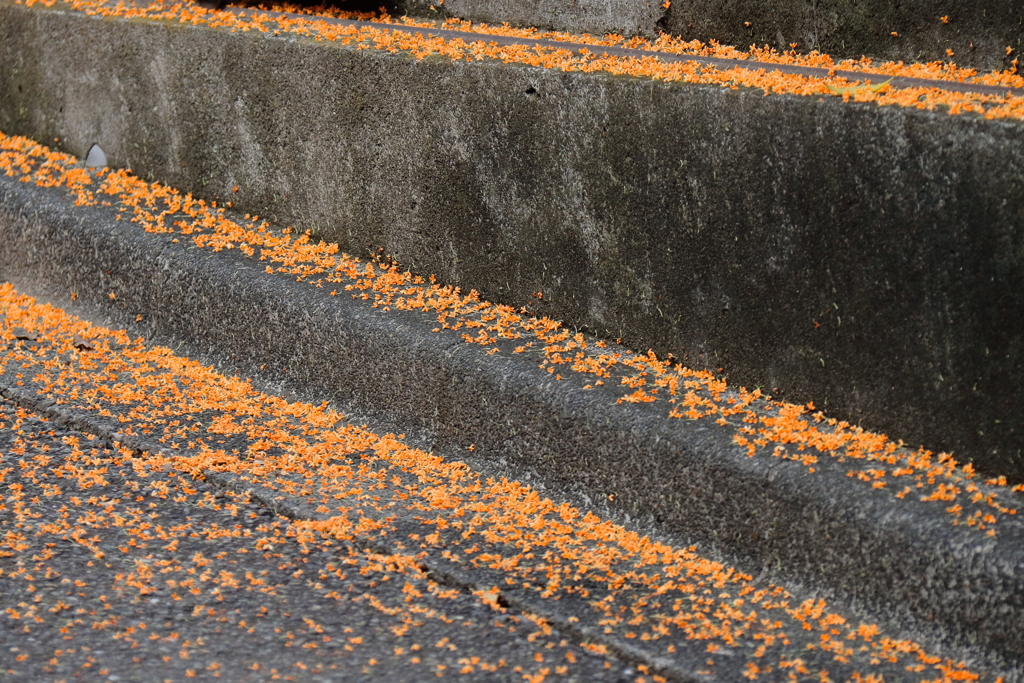 花散歩キンモクセイ散る２