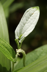 夏至を知らせる