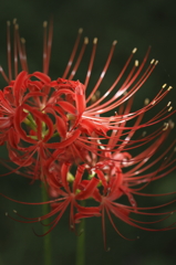 真紅のドレス