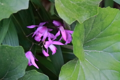 花散歩シラン２