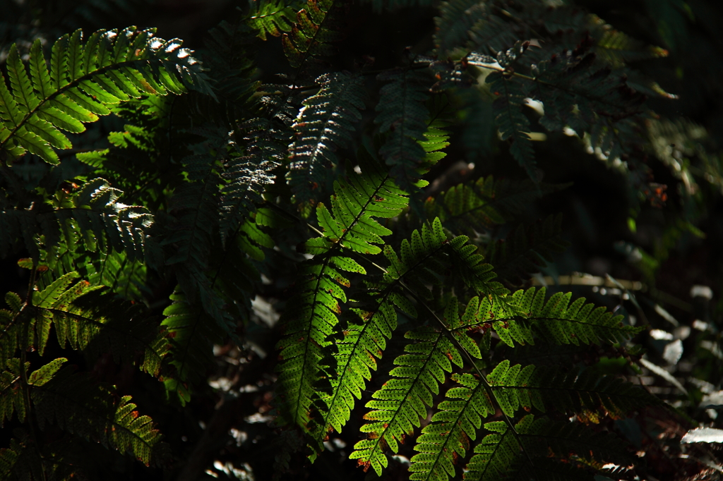 光と影のしじま