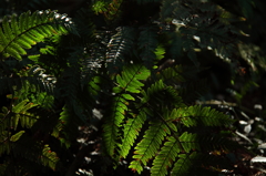 光と影のしじま