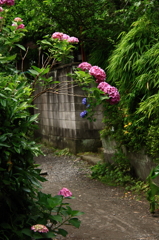 路地に咲く