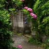 路地に咲く