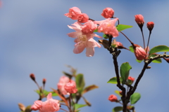 海棠３