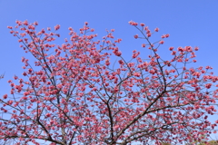 寒緋桜満開４