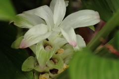 ウコンの花香る