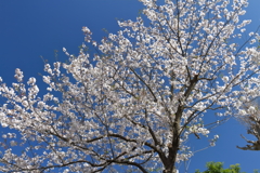 さくらさくら８