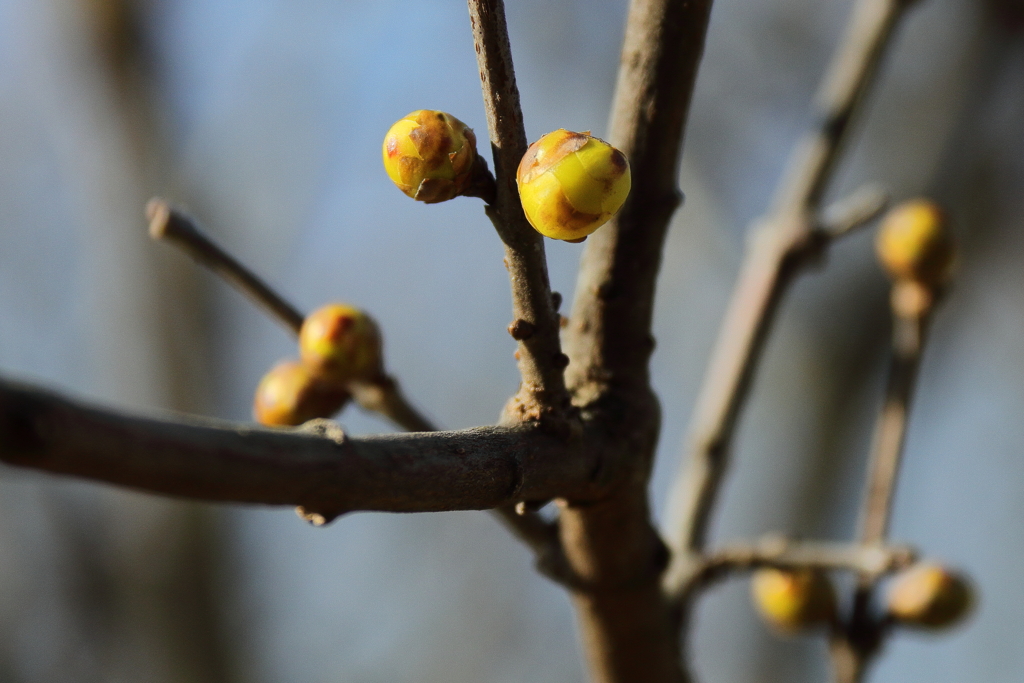 蠟梅はまだ