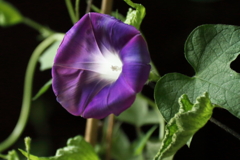 朝顔の午後４