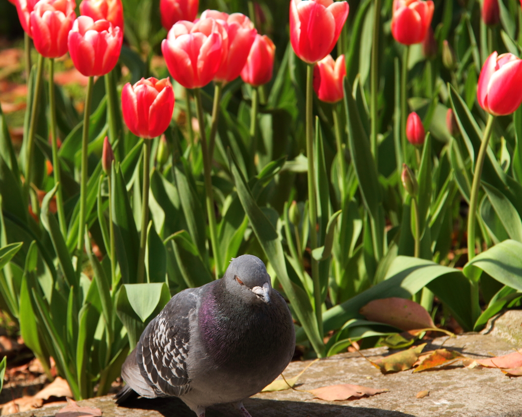 花をバックに