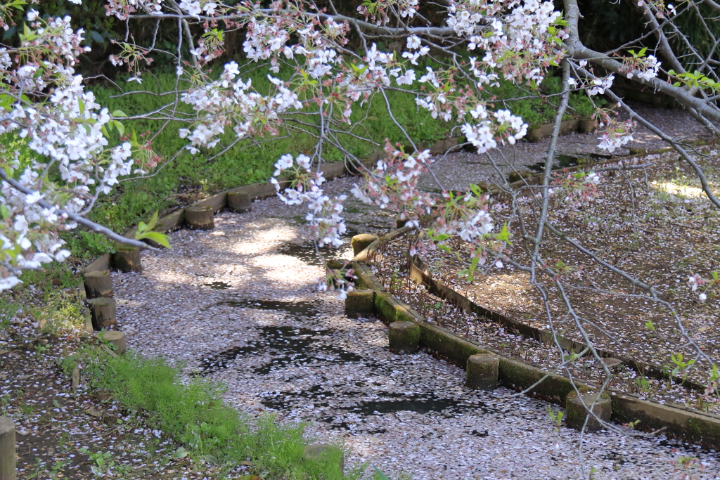 花筏となって８