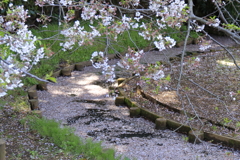 花筏となって８