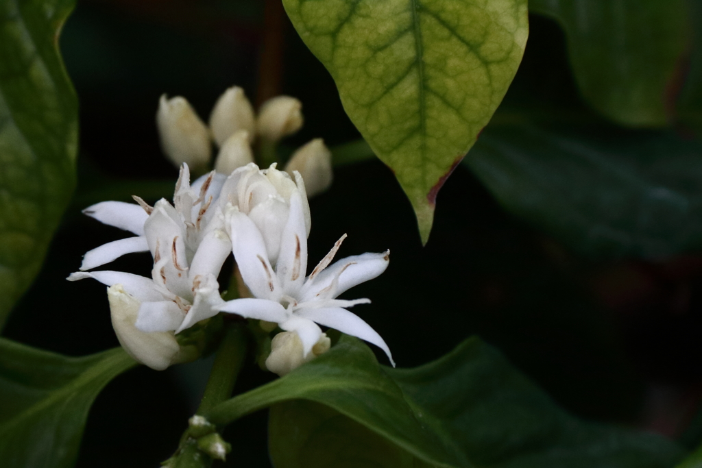 コーヒーの花１