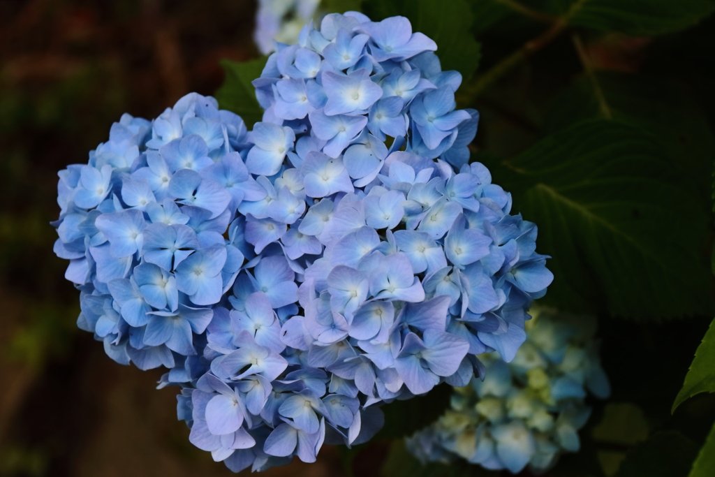 花散歩あじさい青系１