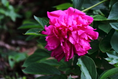 花散歩芍薬１