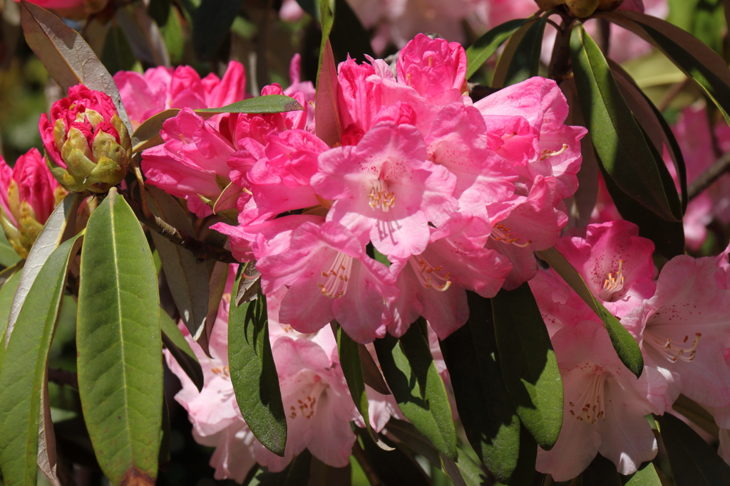 植物園から「しゃくなげ」２