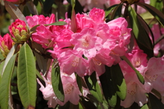 植物園から「しゃくなげ」２