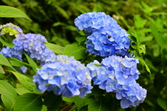 あじさいの彩り５