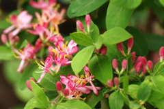 花散歩ヒョウタンボク