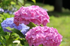 花散歩あじさいピンク１