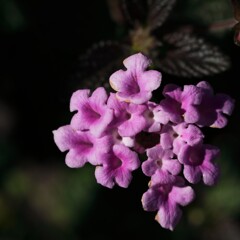 花散歩コバノランタナ