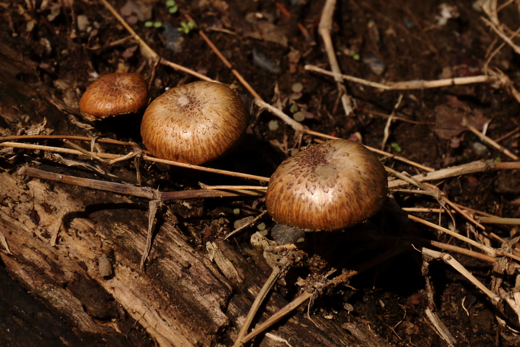 頭を出したキノコ３