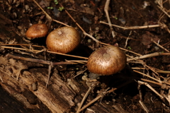 頭を出したキノコ３