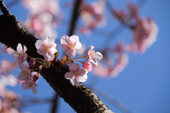 河津桜１