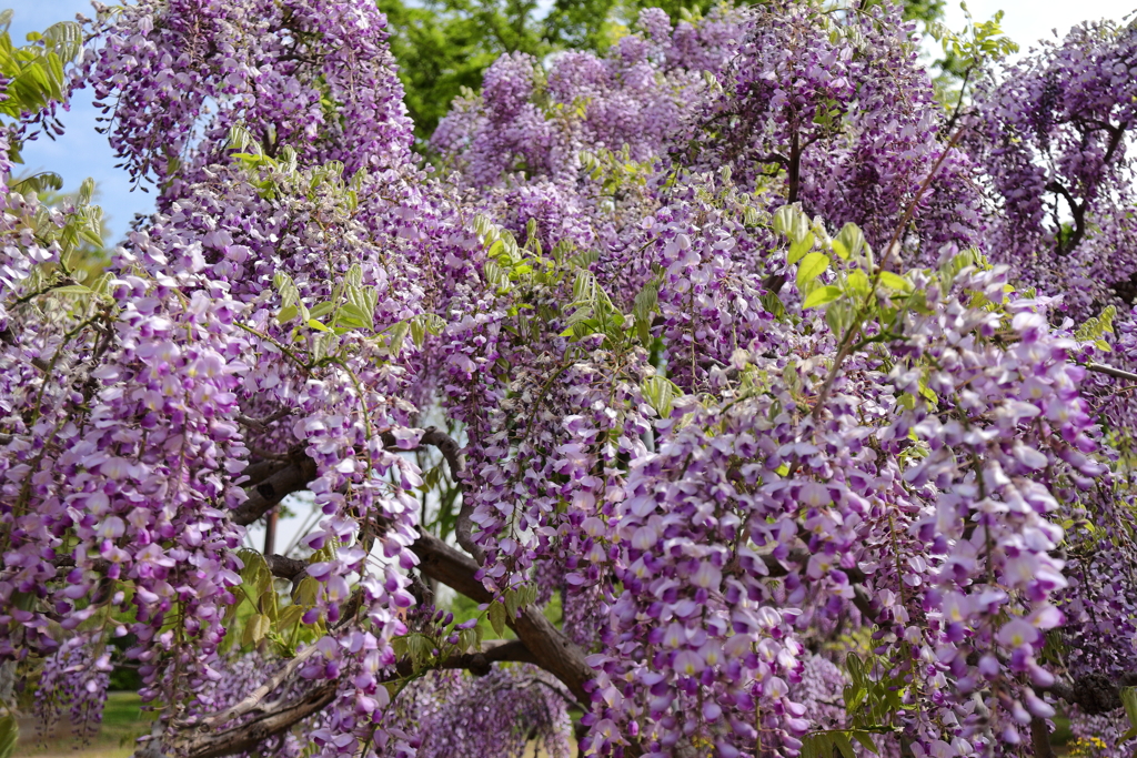 藤の季節２