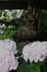 見納めのあじさい２