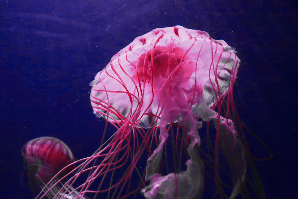 水中ダンサー１