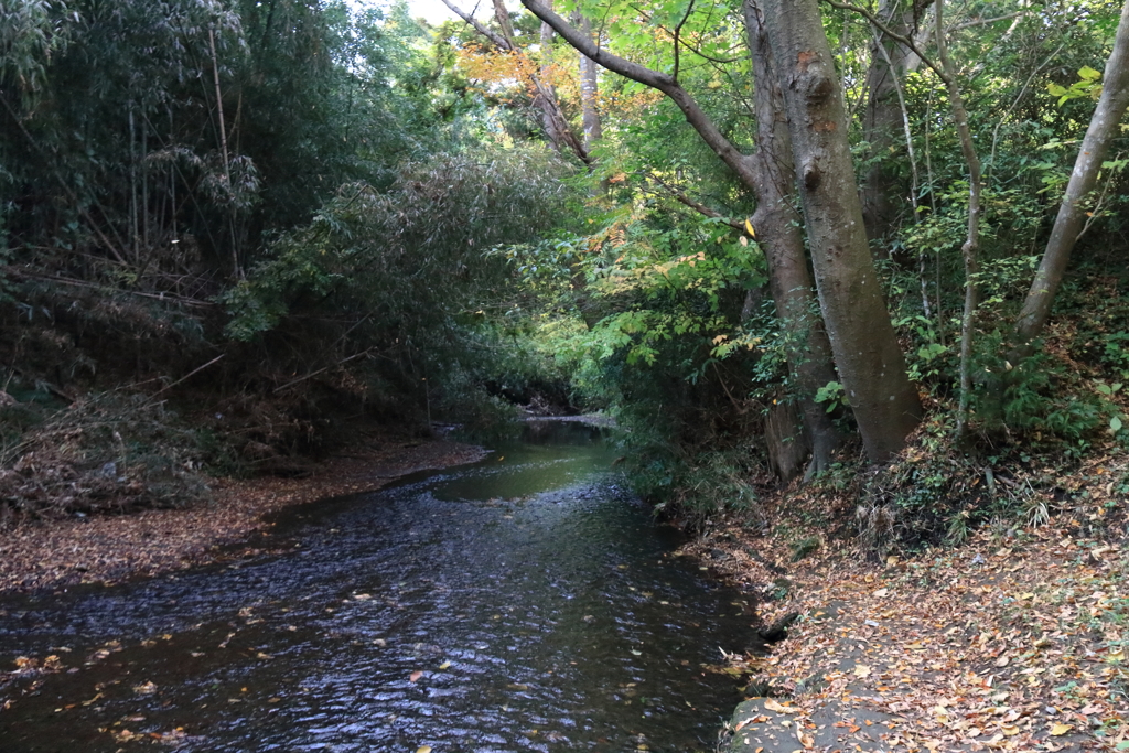 落ち葉積もる１